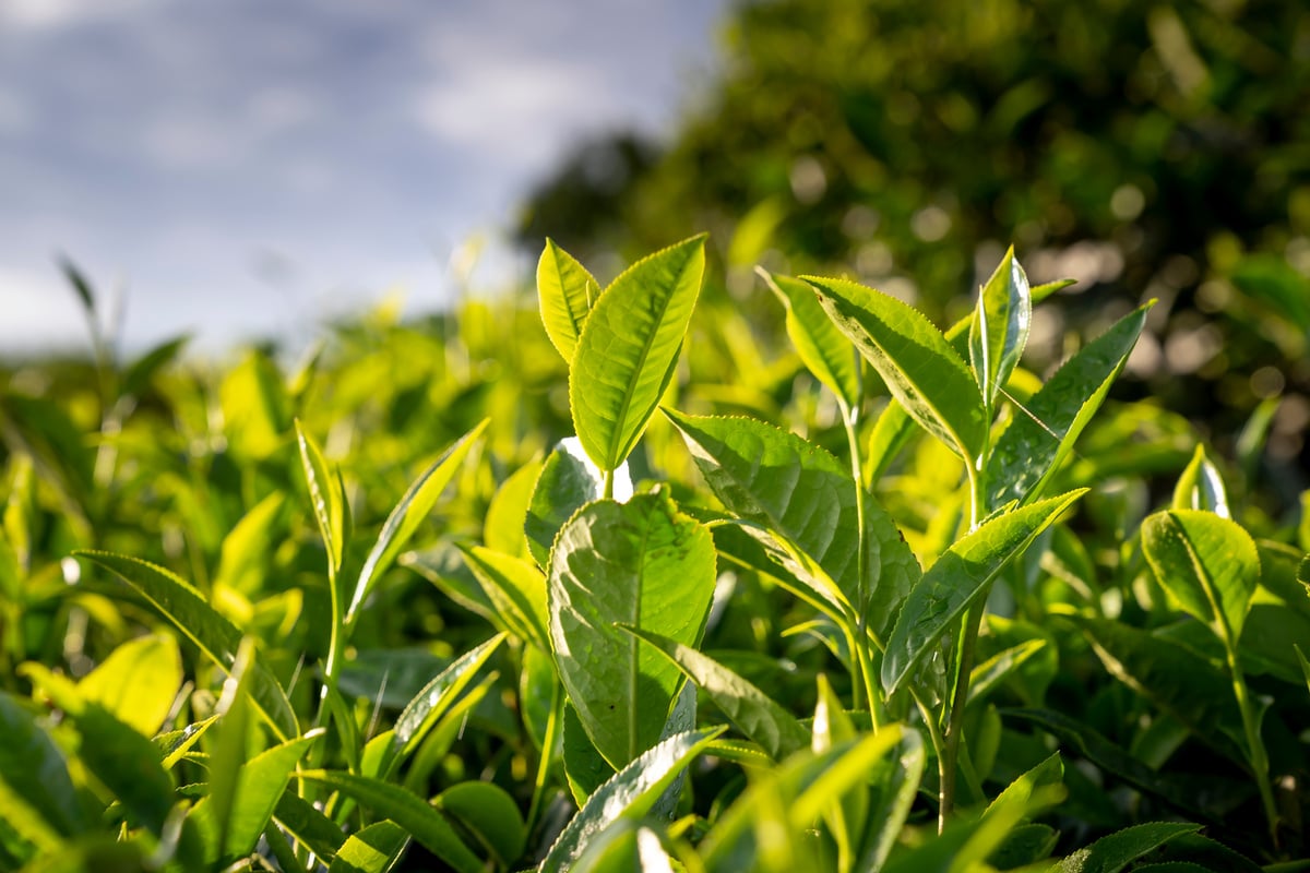 Close-up of Green Leaves