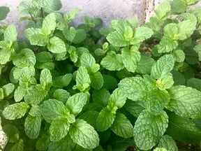 Growing Peppermint in the Garden